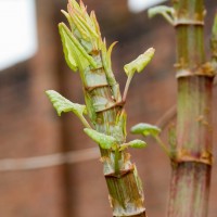 Japanese Knotweed